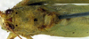CollectionObject 1500692; 12d85404-c14f-42af-af21-1abbc16dbd53, DORSA BTducpunHTM: male, dorsal view (holotype). (CollectionObject).