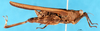 CollectionObject 1505424; 7c838a34-8a8b-44ce-9c0c-26e888d7e00a: male, lateral view. (CollectionObject).