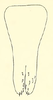 Subgenital plate: !! display not done !! on Coelella distincta (Oman, 1931): Male: valve and subgenital plates, ventral view. (Observation).