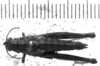 CollectionObject 1540728; 509838ee-fd69-46e5-aae3-747bf56ec0ac, MNHN-EO-CAELIF2449: Image, Carbonell, C.S. female, dorsal view (holotype). (CollectionObject).