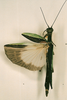 CollectionObject 1558283; 895e6ecf-9857-4a59-a191-58952bc48778: copyright NHRS. female (holotype). (CollectionObject).