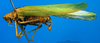 CollectionObject 1500522; 8c756226-0d24-4a79-9394-09e3496f0293: male, lateral view (holotype). (CollectionObject).