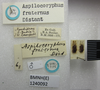 CollectionObject 1593471; 571e9886-2b0d-4571-b6d8-84796c5d16d7: Aspilocoryphus fraternus. Syntype. (BMNH) - (CC BY-NC 4.0) Photo by Stuart Cole, reproduced with permission from the Natural History Museum, London, UK. (CollectionObject).