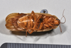 CollectionObject 1553125; NTUC 770, 771, 1c8c75cf-c21c-4d27-b41f-36429b53b69e: copyright NTUC. ventral view (syntype). (CollectionObject).