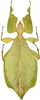 CollectionObject 1589180; b6899e01-7d67-416f-a00d-cc5d8b5c391d: Copyright Montreal Insectarium coll. female (holotype). (CollectionObject).