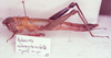 Hyleacris rubrogranulata Amédégnato & Descamps, 1979: Image Carbonell, C.S. female, lateral view. (Otu).