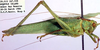 CollectionObject 1504149; 38e7d836-5b75-44f7-a9dd-a1de3227656b: male (holotype). (CollectionObject).