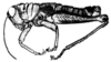 Intiacris nigroapiculatus Ronderos & Cigliano, 1989: Fig. 1 (after holotype). male habitus. (Otu).