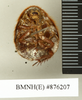 Hemelytroblatta (Mollidentoblatta) ebneri (Chopard, 1929): Copyright Natural History Museum, London. Syntype (adult female) in BM(NH). Ventral view. (Otu).