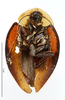 CollectionObject 1587219; MNHN(SF IMPORT DUPLICATE) MNHN-EP-EP1158, 650ea9fd-6f08-4e90-ab27-f2f94c87af39: CC BY-NC-ND 4.0/MNHN - Depraetere Marion - 2014. Syntype, male, of fastuosa Blanchard, 1837. Specimen number: MNHN-EP-EP1158. http://coldb.mnhn.fr/catalognumber/mnhn/ep/ep1158. (CollectionObject).