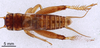 CollectionObject 1522780; 6476deb1-71a6-4548-860d-ad3c2fbcc6de: Male, dorsal view (holotype). (CollectionObject).