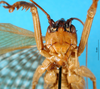 CollectionObject 1502573; eb299000-c5d2-494b-b170-c13f995342f5: male, frontal view (syntype of Gryllacris obscura sumatrana). (CollectionObject).