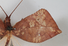 CollectionObject 1505797; 1cbc495d-608d-4251-8df3-864799fd2434: female, wing (holotype). (CollectionObject).