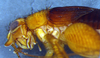 CollectionObject 1580111; 3cabd9f3-2884-4af1-b671-b6a1b6d8db99: male, head and pronotum, lateral view (paratype). (CollectionObject).