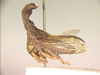 Eutryonia Goding, 1903: _Eutryonia monstrifera_. (Otu).