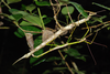 CollectionObject 1592945; 2fa7036c-94d9-4d82-a647-dd52e96c7d75: copyright Sylvain Hugel. Mating pair, Grand Comore: forêt de la Grille (holotype and paratype). (CollectionObject).