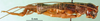 CollectionObject 1567476; c21b082f-e0cc-4b04-9077-33cf01a0753f: female, lateral view. (CollectionObject).