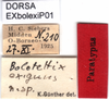 CollectionObject 1580792; fbb73512-c3e9-4375-8f94-7f7ee6284bcd, DORSA EXbolexiP01: labels (syntype of Bolotettix exiguus). (CollectionObject).