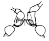 Fig. 1 (reproduced with permission). male head, dorsal view. Depicts Aerotegmina kilimandjarica Hemp, 2001, an Otu.