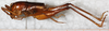 CollectionObject 1533011; cf6c9304-1f2d-43a4-a9c7-bbd17c487bea: male, lateral view. (CollectionObject).