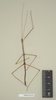 CollectionObject 1561469; NHMUK(SF IMPORT DUPLICATE) 844556, 5fa50b3a-3a22-4fb3-85f1-d879c8e42ba7: copyright Natural History Museum, London. male (holotype). (CollectionObject).