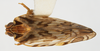 Habitus, dorsal view on Cubana tortrix Uhler, 1895: (Observation).