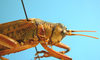 CollectionObject 1539175; UVCO 20721, 6a71003a-2569-44c8-bb57-669dc502f070: MUSENUV - 20721. male pronotum, lateral-dorsal view. (CollectionObject).