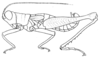 Drymacris nebulicola (Rehn, 1929): Pl. 3, Fig. 2 (after type). male habitus (body length 16.2 mm, pronotum 2.85 mm, hind femur 11 mm). (Otu).