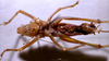 CollectionObject 1537885; Depo SF.DepoID 180, 3224939, 42a4bf6b-dded-4258-8933-95622edf7489: male ventral view (paratype). (CollectionObject).