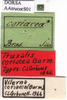 CollectionObject 1538326; 925cd9fe-8f9f-4ad6-a6bf-9d74abb5aeff: labels (holotype of Truxalis coriacea). (CollectionObject).