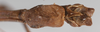 CollectionObject 1563069; c3666a36-78e0-441a-8c61-a24ccf583f64: copyright ZSMC. male: end of abdomen, ventral view (holotype). (CollectionObject).