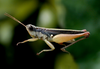 Orphulina pulchella Giglio-Tos, 1894: male. (Otu).