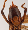 CollectionObject 1534501; MZPW Dohrn collection, 9ba91bef-717d-4d6f-b2f6-3df4e1742f2e: female face (holotype). (CollectionObject).