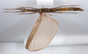 CollectionObject 1590099; cd5011c7-c150-41a1-ad32-c46024bcdc36: copyright MNHN, Paris. female, ventral view (paratype). (CollectionObject).;CollectionObject 1590100; 28cbec81-6faf-49c1-87d1-8ad7dfa3bb2e: copyright MNHN, Paris. female, ventral view (paratype). (CollectionObject).
