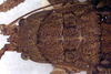 CollectionObject 1567594; 00ec2520-1946-4e4e-8a62-5371747ce951: subadult female head and pronotum, dorsal view (paralectotype). (CollectionObject).