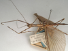 CollectionObject 1560336; NMW 1133, bd3f350f-af32-4c51-a412-431fb009cc79: copyright NMW, Vienna. male: head and thorax, lateral view (holotype). (CollectionObject).