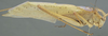 CollectionObject 1505878; d933f830-6bdd-4241-b166-0465ee622bb9: male habitus, lateral view (syntype). (CollectionObject).;CollectionObject 1505879; 8a29884e-38dd-469c-a700-256fd96f53de: male habitus, lateral view (syntype). (CollectionObject).