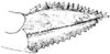 Tetrix subulata (Linnaeus, 1758): Fig. 41. female, ovipositor, lateral view. (Otu).