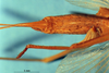 CollectionObject 1516835; 3ada3469-2772-4a1c-92e0-7b70e799e6c3: female subgenital plate (holotype). (CollectionObject).