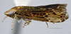 Habitus, lateral view: (Observation).