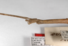 CollectionObject 1557958; 85f368d7-044d-43ad-b514-d33d8d5da020: copyright ZMHB, Berlin. female: head & thorax, lateral view (syntype). (CollectionObject).
