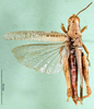 CollectionObject 1501940; d4f42aca-090b-48a2-b30d-6b16bcae480d: male, dorsal view (paralectotype of Vitticatantops capicola). (CollectionObject).