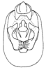 Pygofer, ventral view: (Observation).