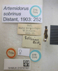 CollectionObject 1593460; ac20fe72-613c-425a-9553-79e0b2d1eb07: Artemidorus sobrinus. Syntype. (BMNH) - (CC BY-NC 4.0) Photo by Stuart Cole, reproduced with permission from the Natural History Museum, London, UK. (CollectionObject).