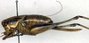 CollectionObject 1500460; b4f104a2-e02d-48af-9fe9-25a429e65707: female, lateral view (holotype). (CollectionObject).