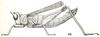 Burrinia burri (Bolívar, 1914): Fig. 72 (after type). female habitus. (Otu).