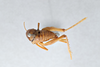 CollectionObject 2760222; 3eebfe35-16b8-4ca7-8627-35283715b969, CNCI 311951: Ceuthophilus uniformis. Dorsal view. (CollectionObject).