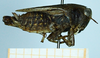 CollectionObject 1597079; 434aeeaf-9de0-4171-8c0f-09f81c00569e: female (no type), lateral view. (CollectionObject).