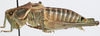 CollectionObject 1527096; f9b6850b-f393-4da0-b498-14d2b1f424fe: male, lateral view (neotype). (CollectionObject).