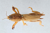 CollectionObject 2869084; CNCI 1162552, 07bbcc56-020f-4176-bc2f-7fb4b7982e63: Scapteriscus vicinus. (CollectionObject).